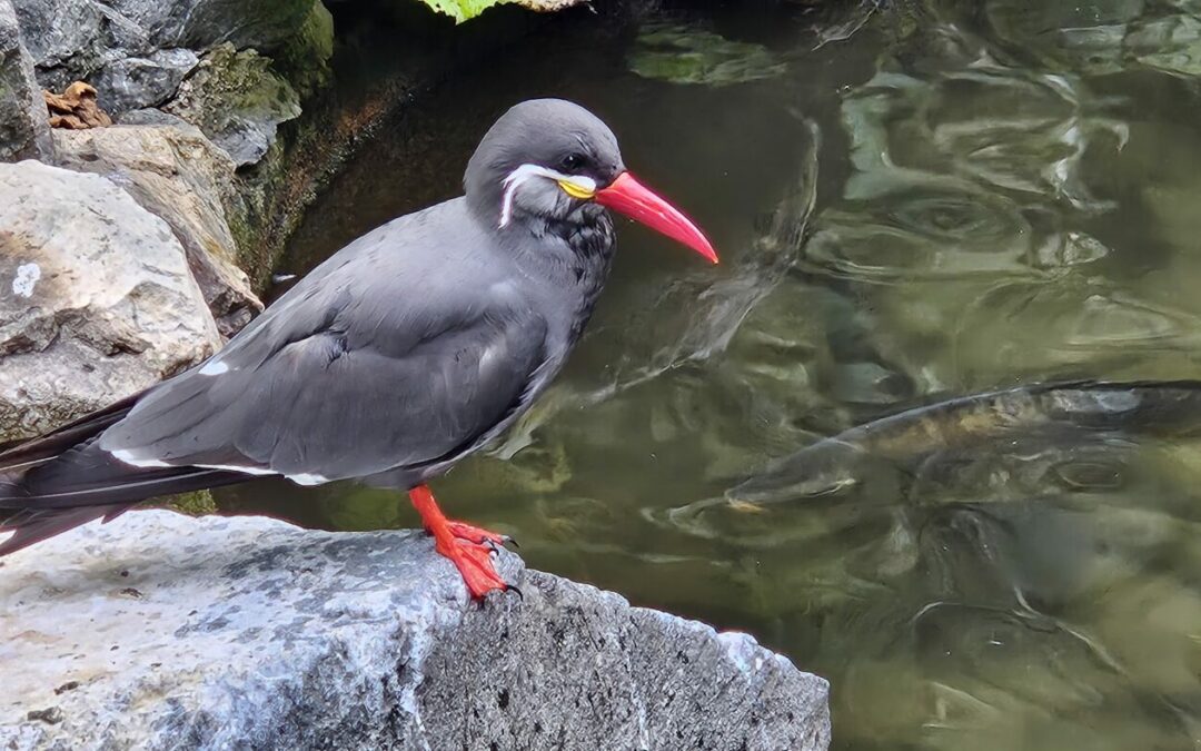 Retour sur la sortie au parc des oiseaux
