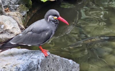 Retour sur la sortie au parc des oiseaux